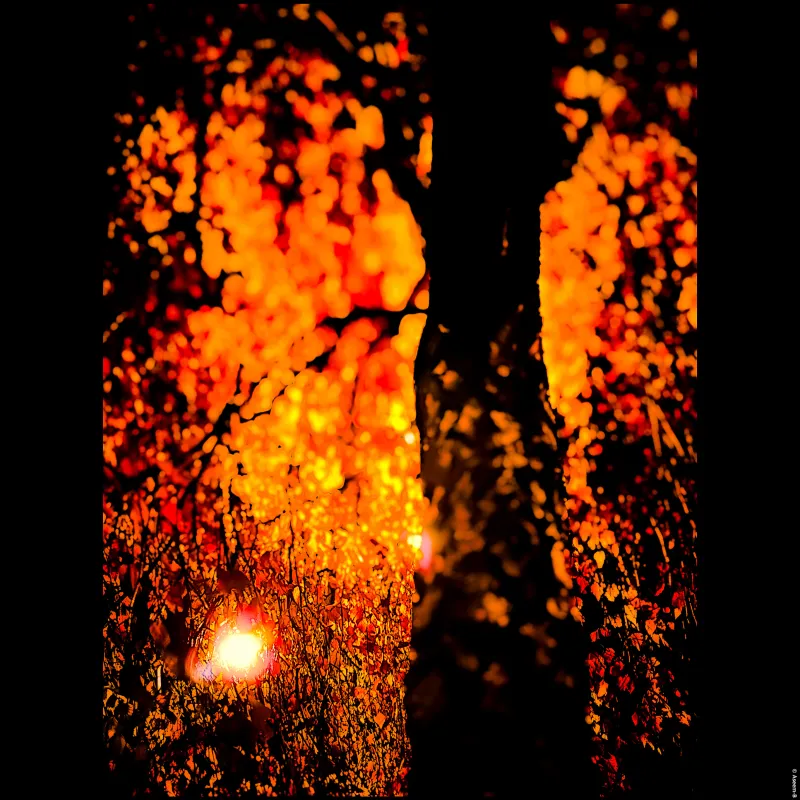 I loved the way the background street lamps changed the shape and colours of the trees, setting them alight . It’s almost like they were shape-shifting at night.
