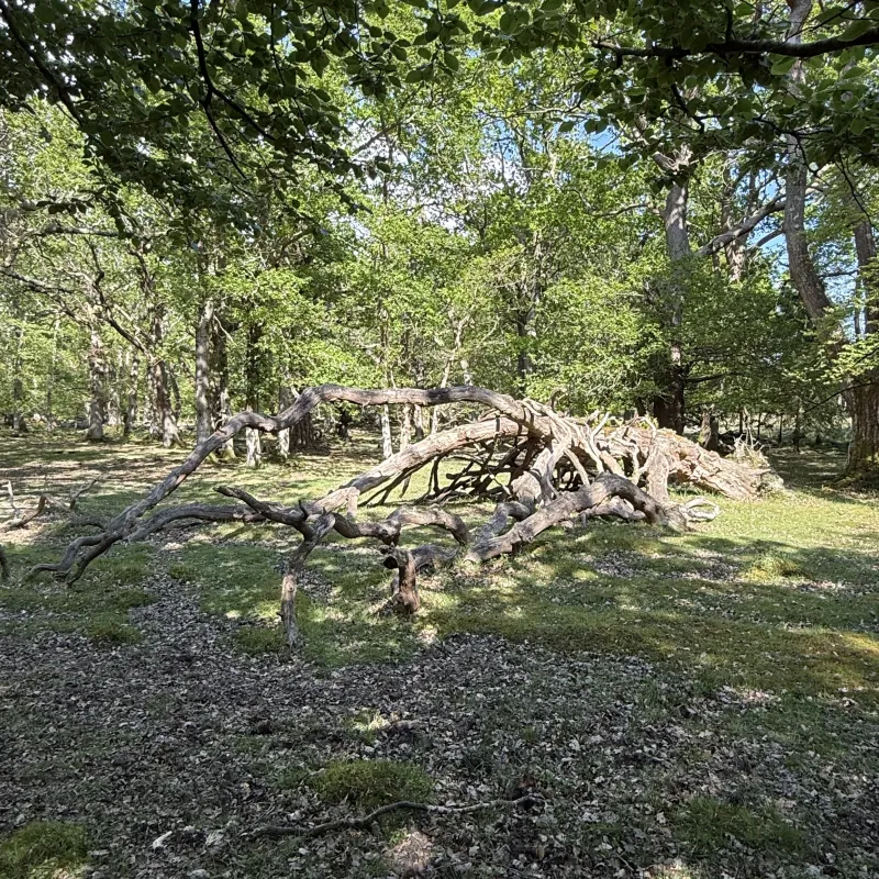 A bank holiday trip to the New Forest to get away from Abingdon‘s rain! First a stop at the coast, then a trip inland towards Brockenhurst. This forest has lovely level walking. We came across these fallen trees which I thought looked like a pair of dinosaurs. Evidence in the photos!