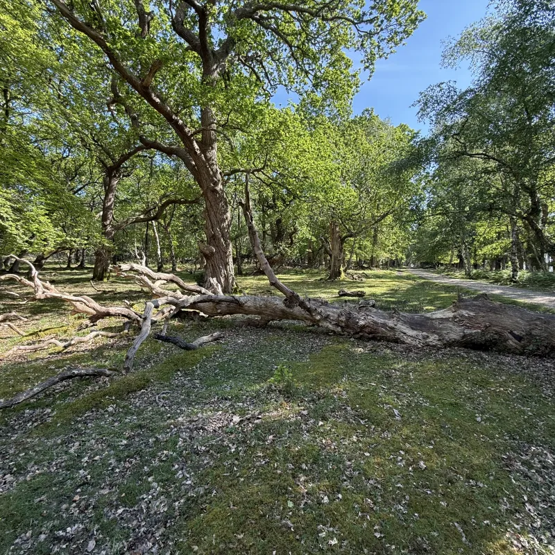 A bank holiday trip to the New Forest to get away from Abingdon‘s rain! First a stop at the coast, then a trip inland towards Brockenhurst. This forest has lovely level walking. We came across these fallen trees which I thought looked like a pair of dinosaurs. Evidence in the photos!