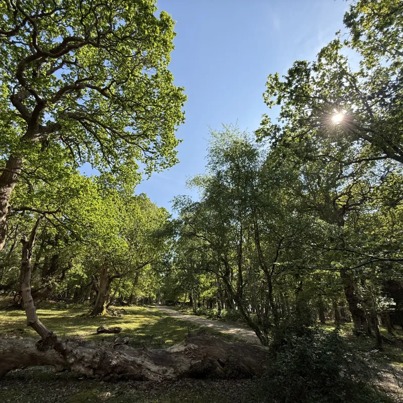 A bank holiday trip to the New Forest to get away from Abingdon‘s rain! First a stop at the coast, then a trip inland towards Brockenhurst. This forest has lovely level walking. We came across these fallen trees which I thought looked like a pair of dinosaurs. Evidence in the photos!