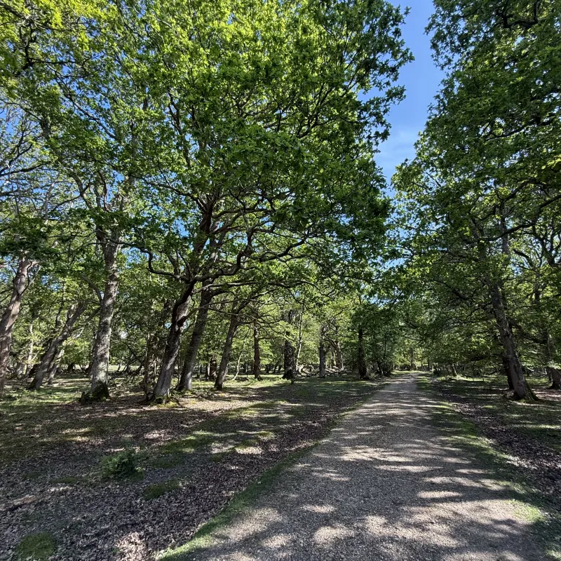 A bank holiday trip to the New Forest to get away from Abingdon‘s rain! First a stop at the coast, then a trip inland towards Brockenhurst. This forest has lovely level walking. We came across these fallen trees which I thought looked like a pair of dinosaurs. Evidence in the photos!
