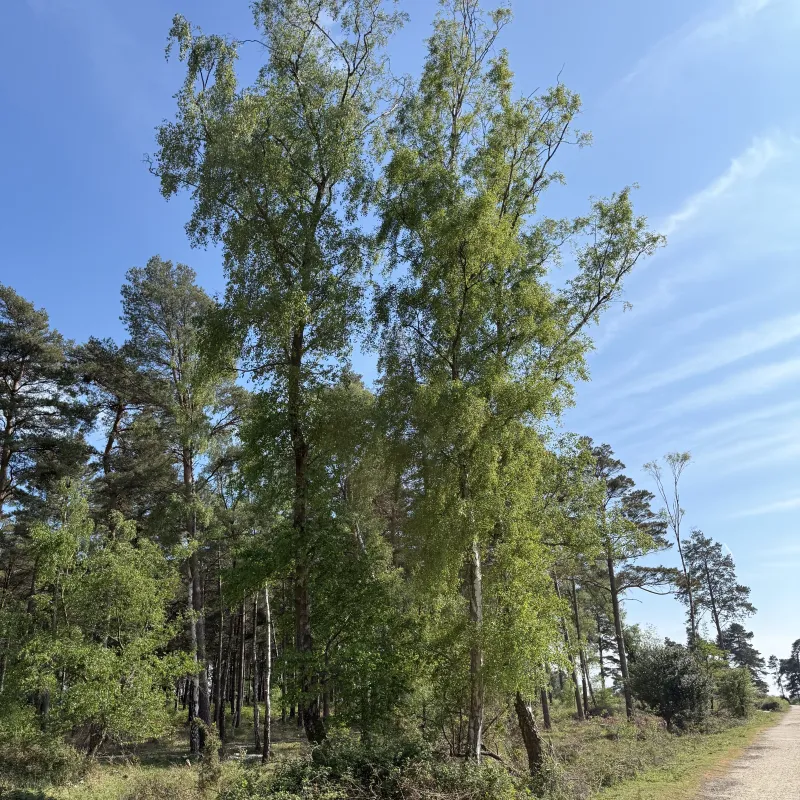 There is something elegant about the way these two trees have grown as mirrors. As siblings. I appreciate the way they are separate from the rest of the forest but also together with their family.