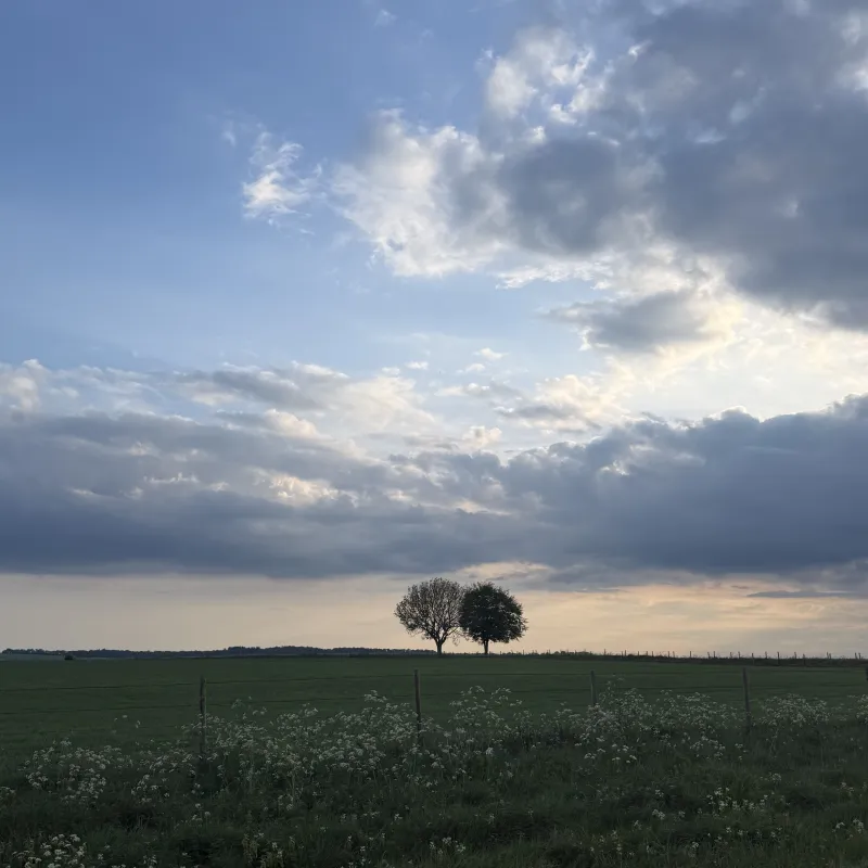 The Ridgeway walk is over 80 miles. The bare one looks like winter is still clinging on, while its neighbour has fully embraced summer, both sharing the same horizon.