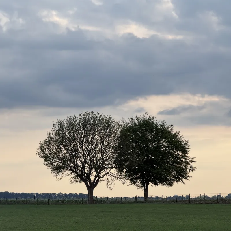 The Ridgeway walk is over 80 miles. The bare one looks like winter is still clinging on, while its neighbour has fully embraced summer, both sharing the same horizon.