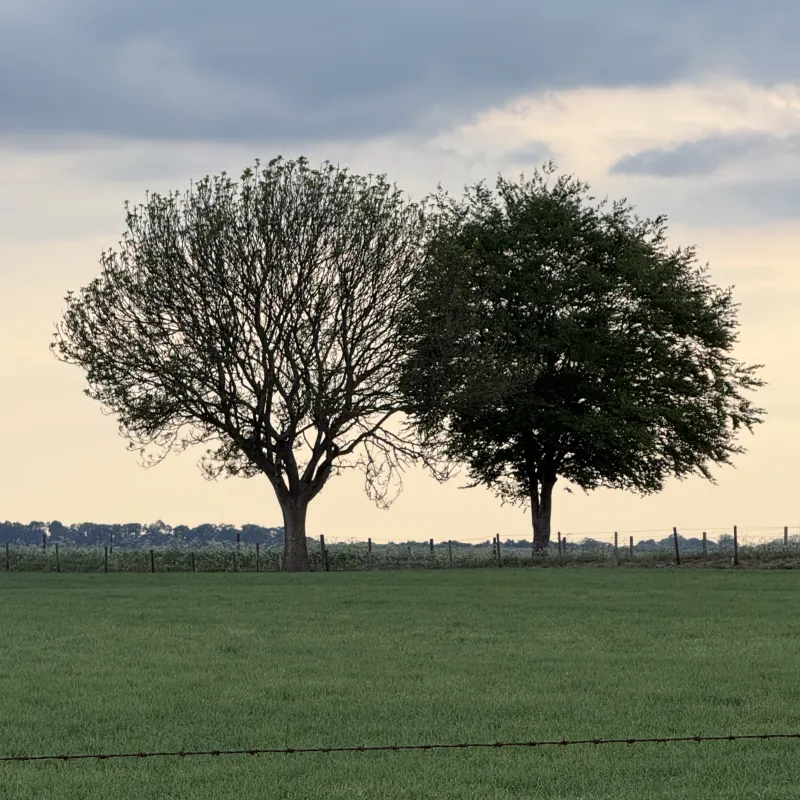 The Ridgeway walk is over 80 miles. The bare one looks like winter is still clinging on, while its neighbour has fully embraced summer, both sharing the same horizon.
