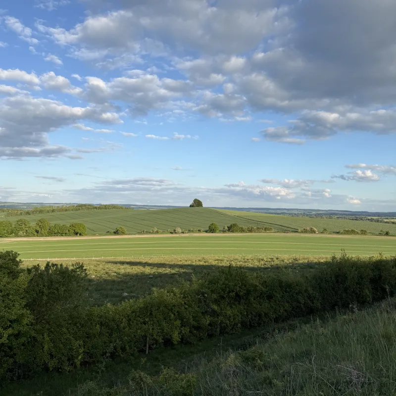 When walking along the Ridgeway, I could see this tree in the distance. For some reason, perhaps due to the thickness of the foliage, it seemed more visible than other structures around it at the same distance.

This photo is taken from Wittenham Clumps, looking towards Brightwell Barrow.