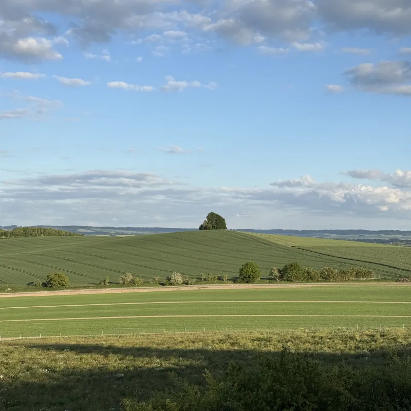When walking along the Ridgeway, I could see this tree in the distance. For some reason, perhaps due to the thickness of the foliage, it seemed more visible than other structures around it at the same distance.

This photo is taken from Wittenham Clumps, looking towards Brightwell Barrow.