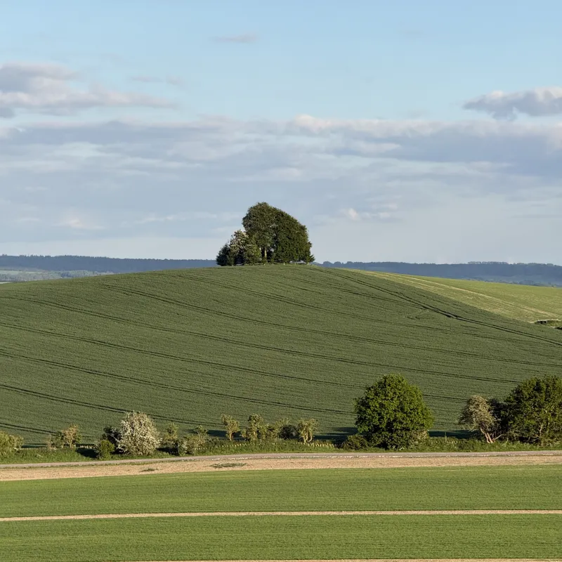 When walking along the Ridgeway, I could see this tree in the distance. For some reason, perhaps due to the thickness of the foliage, it seemed more visible than other structures around it at the same distance.

This photo is taken from Wittenham Clumps, looking towards Brightwell Barrow.