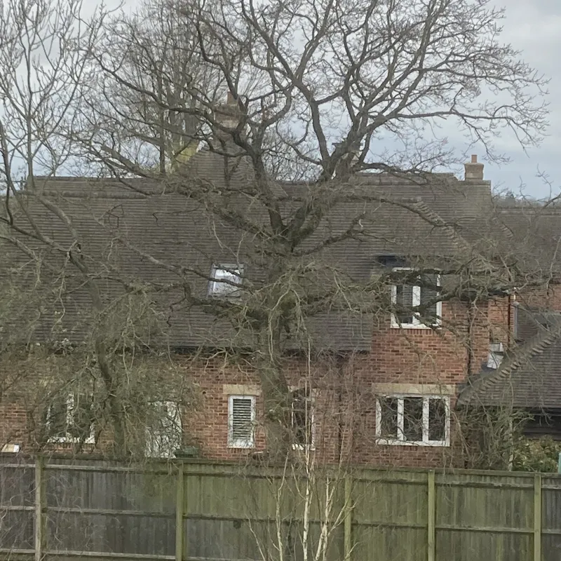 This is the tree that I can see from my room in Chawley Grove Care Home.  It belongs to a neighbouring house but they share it with me!  I watch it change through the seasons.  This photo was taken in February.