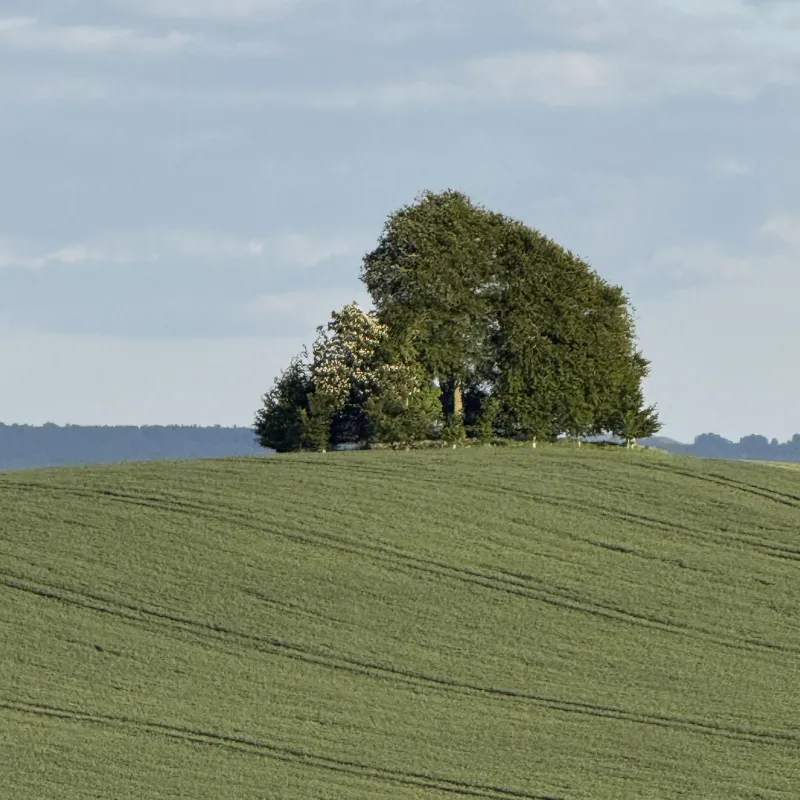 When walking along the Ridgeway, I could see this tree in the distance. For some reason, perhaps due to the thickness of the foliage, it seemed more visible than other structures around it at the same distance.

This photo is taken from Wittenham Clumps, looking towards Brightwell Barrow.