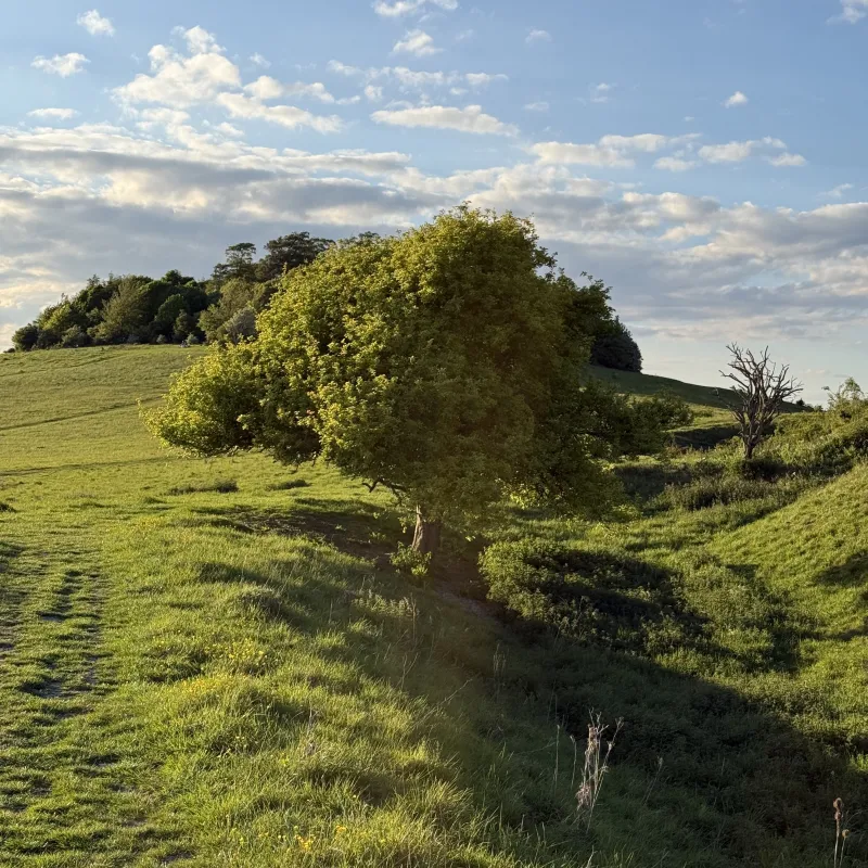 Another look at this tree, sheltered by the hills and valleys