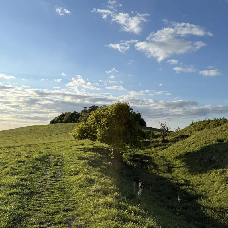Another look at this tree, sheltered by the hills and valleys