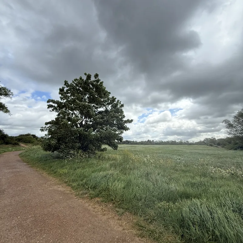 A grey old day, but this tree stands for surveying the fields. Just imagining the buffeting this one gets get but it stands firm.