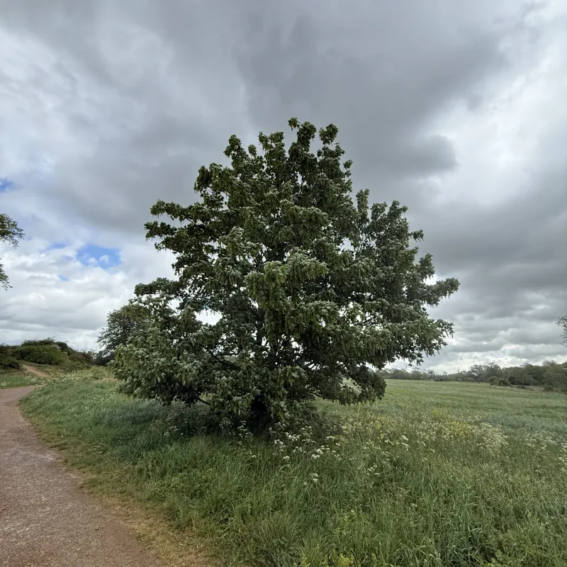 A grey old day, but this tree stands for surveying the fields. Just imagining the buffeting this one gets get but it stands firm.