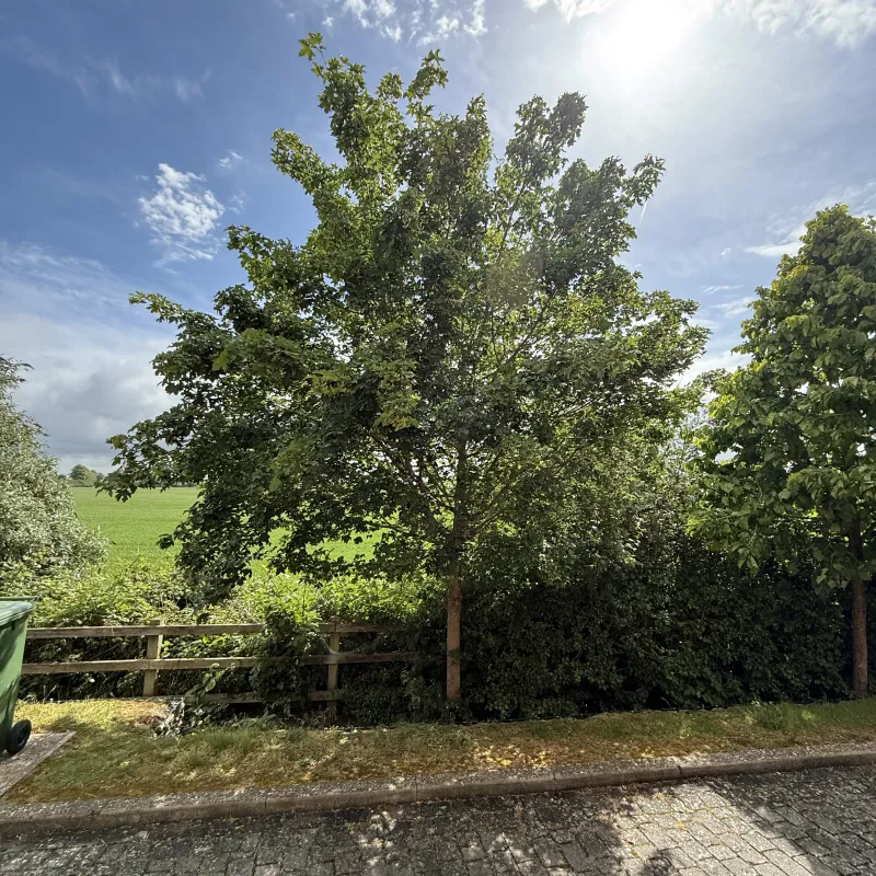 Tuesday 19 May. After the rain, the tree outside our house is looking glorious and the bird station started serving breakfast at 3am this morning!