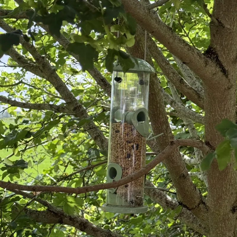Tuesday 19 May. After the rain, the tree outside our house is looking glorious and the bird station started serving breakfast at 3am this morning!
