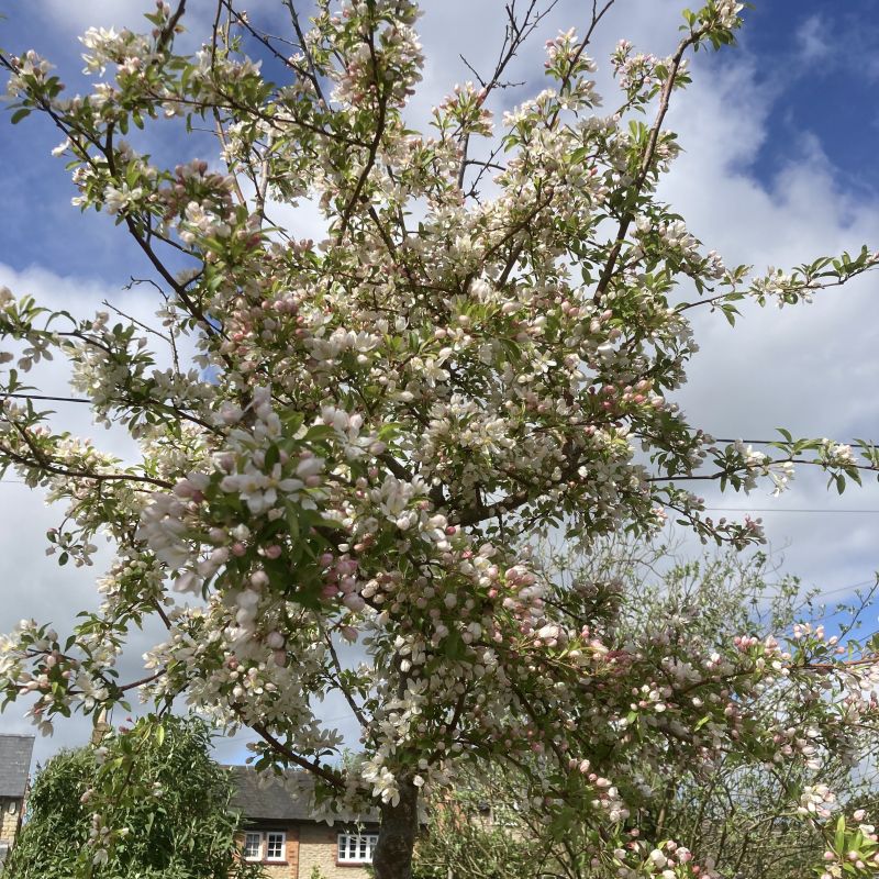 It’s in our garden. 
We planted it 4 years ago and for  2 years we thought it was dying.  Last year the leaves were greener and less shrivelled up….this year it’s got lots of blossom.  Patience in Planting!