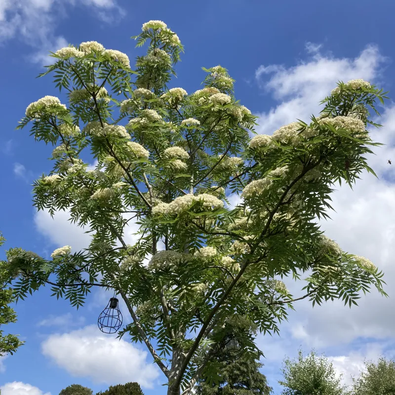 A rowan tree in our garden planted 4 years ago.  White blossom in Spring and firey red leaves in autumn.