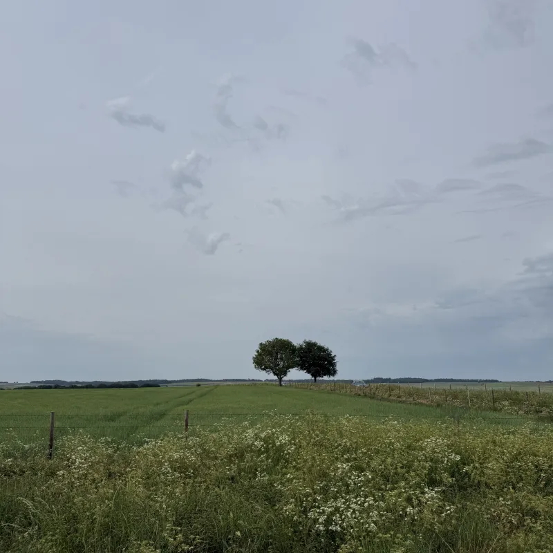 A further check-in on these sister trees