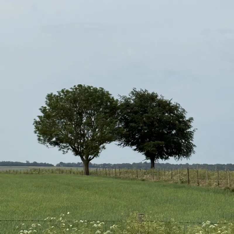 A further check-in on these sister trees