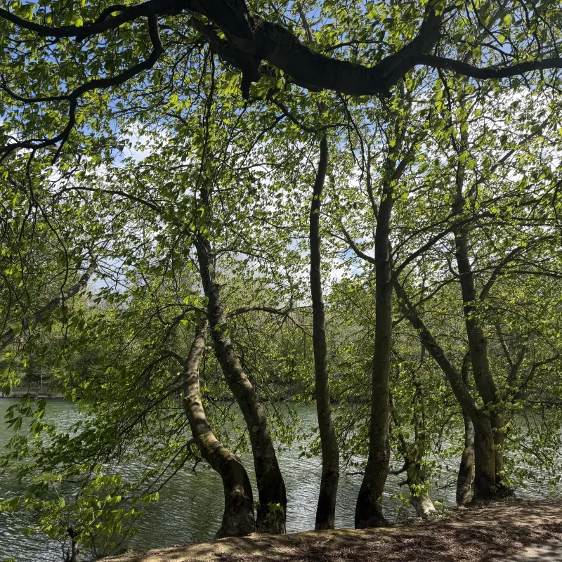 Have visited this tree daily for years