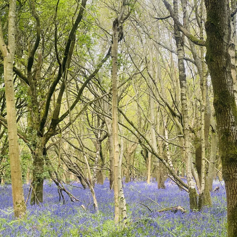 Spring woodland in Appleton, Oxfordshire, with bluebells carpeting the forest floor beneath native trees.