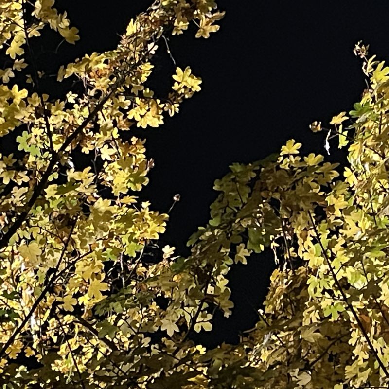 I’ve got many favourite trees. Maybe all of them… Trees are truly amazing, every one of them unique, valuable, growing selflessly, with purpose, serving their community, (well most of them - Boo! you walnuts 😉). A colourful display of unmatched beauty throughout the seasons and all life stages- even in death. Sequestering carbon and giving us air to breathe, fixing our soils, nurturing us with food, shelter, warmth…
