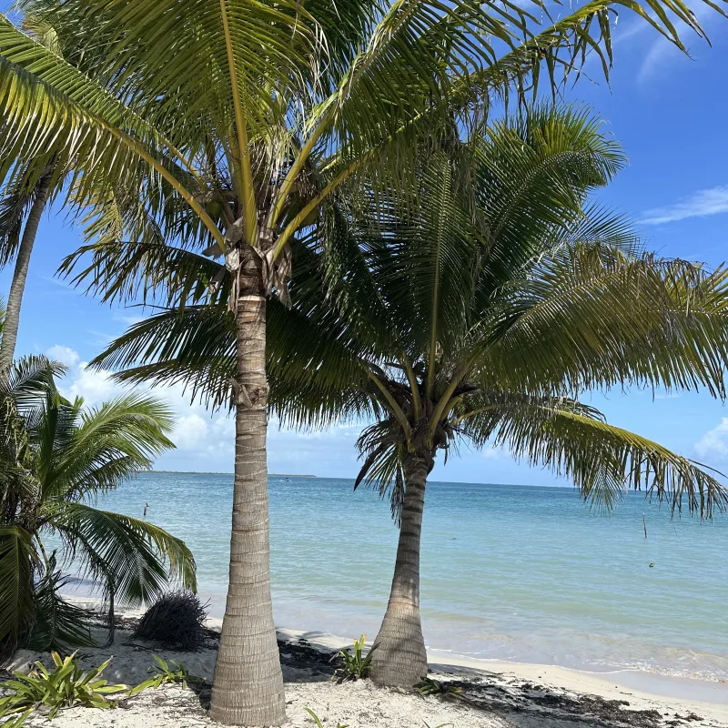Palm tree by the ocean, and producing coconut's. Very relaxing place to be.