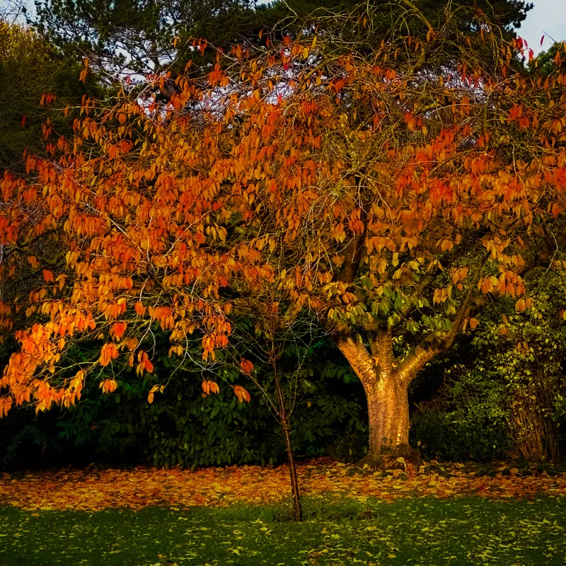 This is a tree I used to walk past every day on my way to/from work, and enjoying its peaceful beauty would have a therapeutic effect on me, as I saw it change through the seasons .