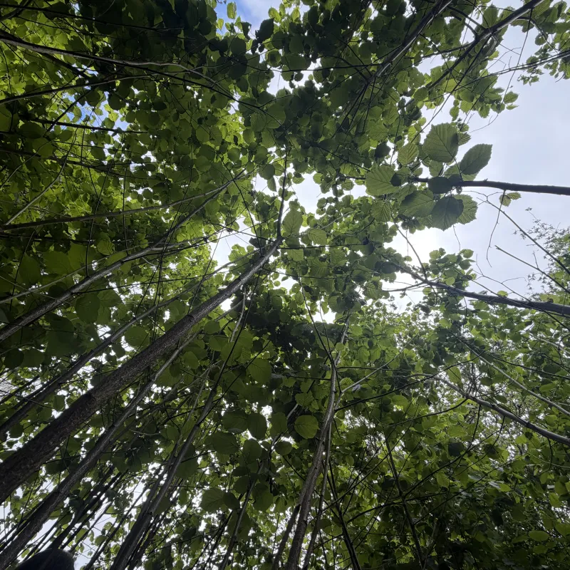 We love the Hazel coppice and its habitat for wildlife