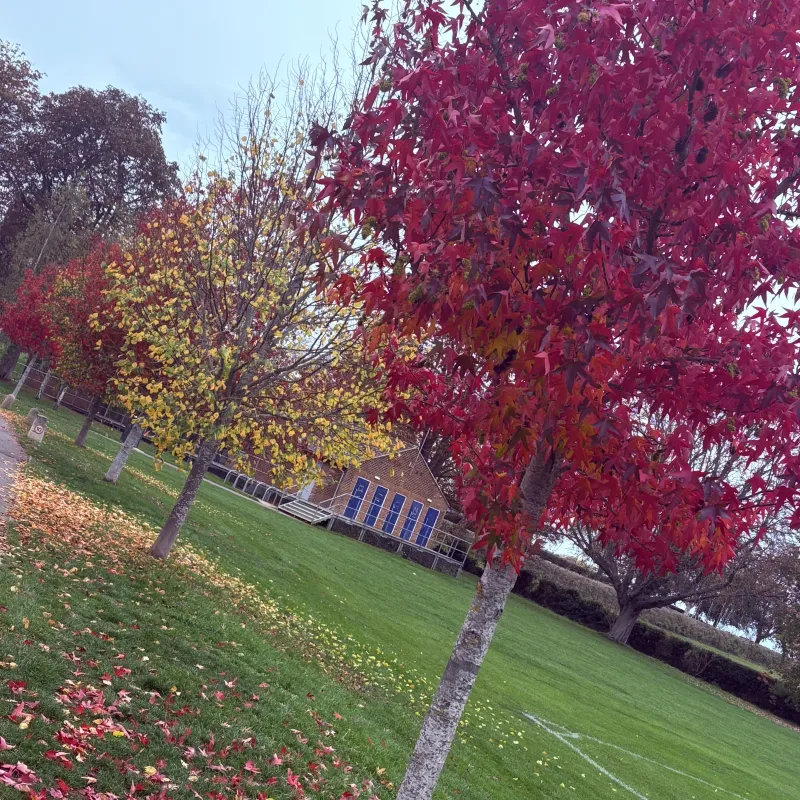 Beautiful trees in Blenheim and Cutteslowe Park