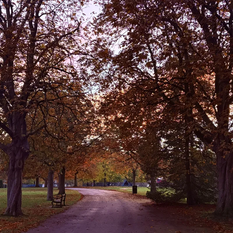 Beautiful trees in Blenheim and Cutteslowe Park