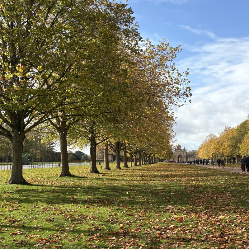 Beautiful trees in Blenheim and Cutteslowe Park