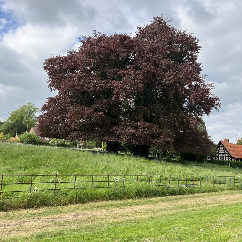 Strictly a clump of trees along a favourite walk. They've been there a long time, feel timeless and look majestic!