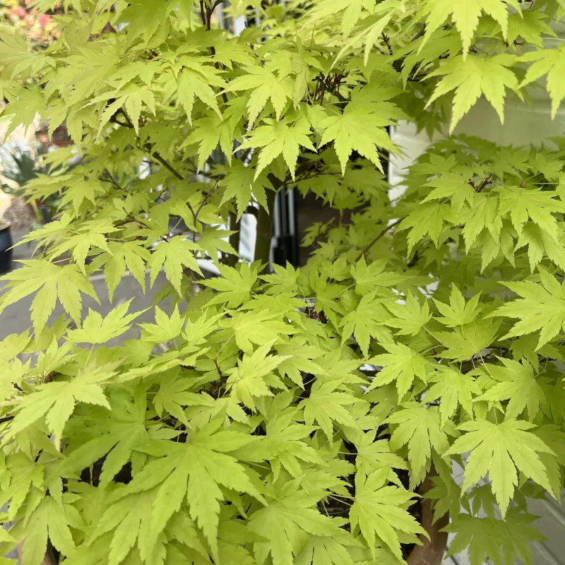 A treasured birthday gift from a friend. And a reward for perseverance: after lots of trial and error I've finally found a place in our garden where it likes to be!
