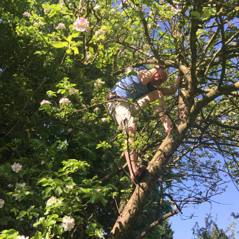 Memories of climbing this apple tree in childhood (and adulthood!)