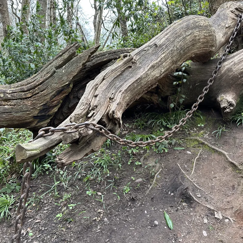 The Chained Oak is an ancient tree near Alton Towers famously bound in iron chains due to a 19th-century legend.
