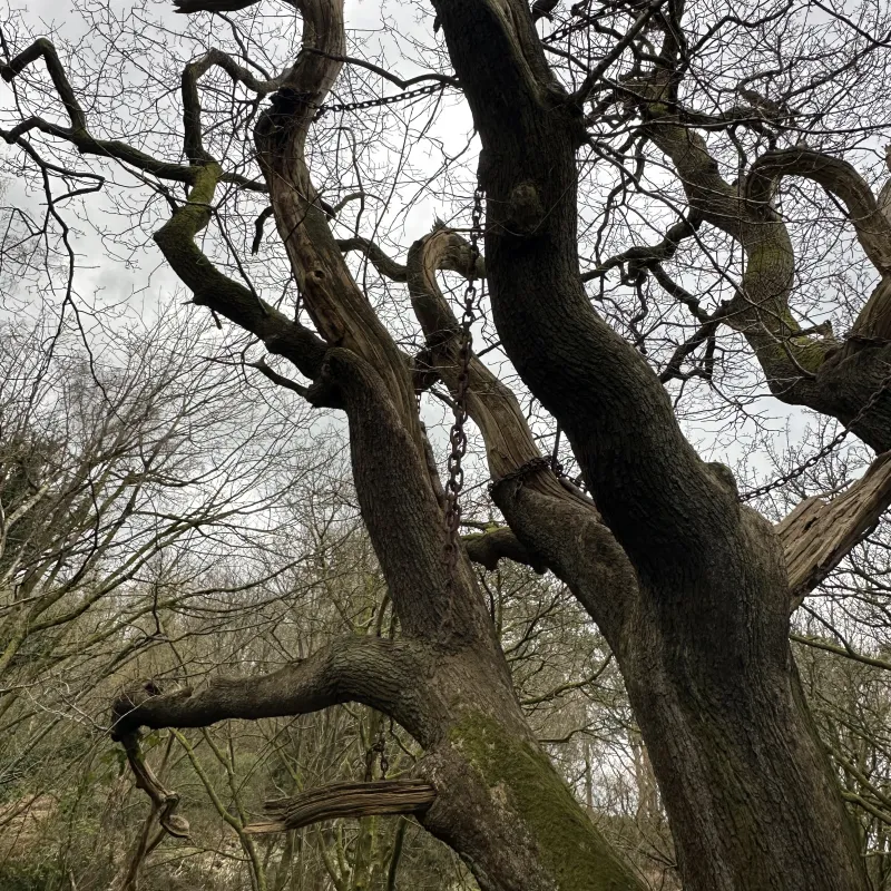 The Chained Oak is an ancient tree near Alton Towers famously bound in iron chains due to a 19th-century legend.
