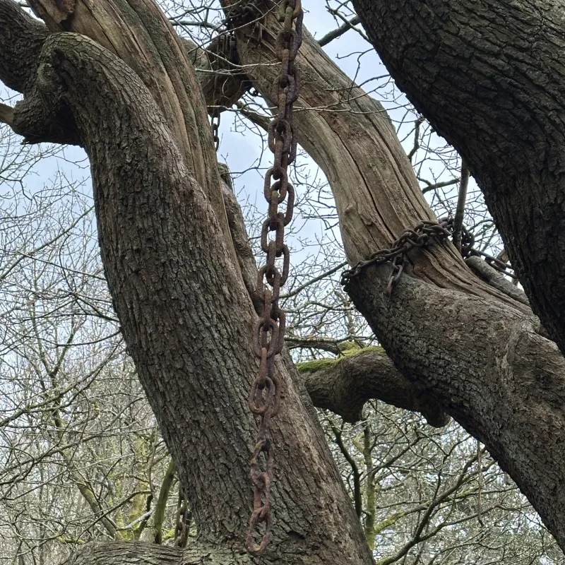 The Chained Oak is an ancient tree near Alton Towers famously bound in iron chains due to a 19th-century legend.