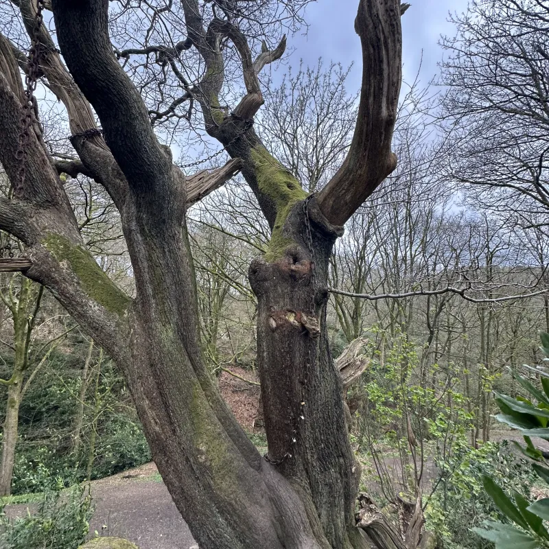 The Chained Oak is an ancient tree near Alton Towers famously bound in iron chains due to a 19th-century legend.