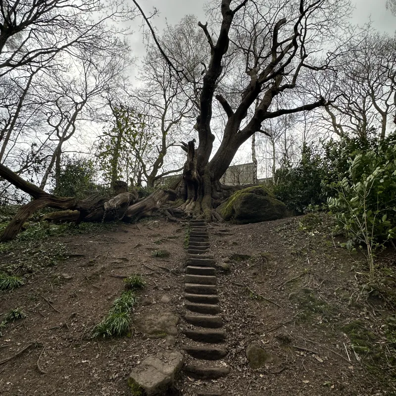 The Chained Oak is an ancient tree near Alton Towers famously bound in iron chains due to a 19th-century legend.