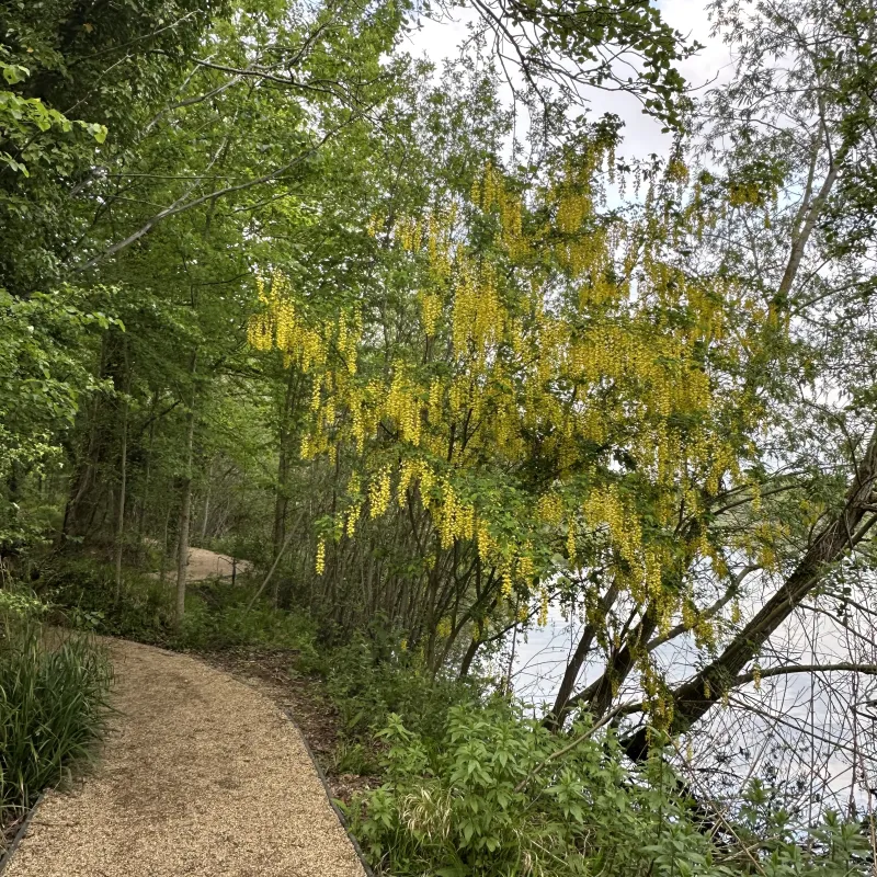 Laburnum tree in full bloom at Radley Lakes.