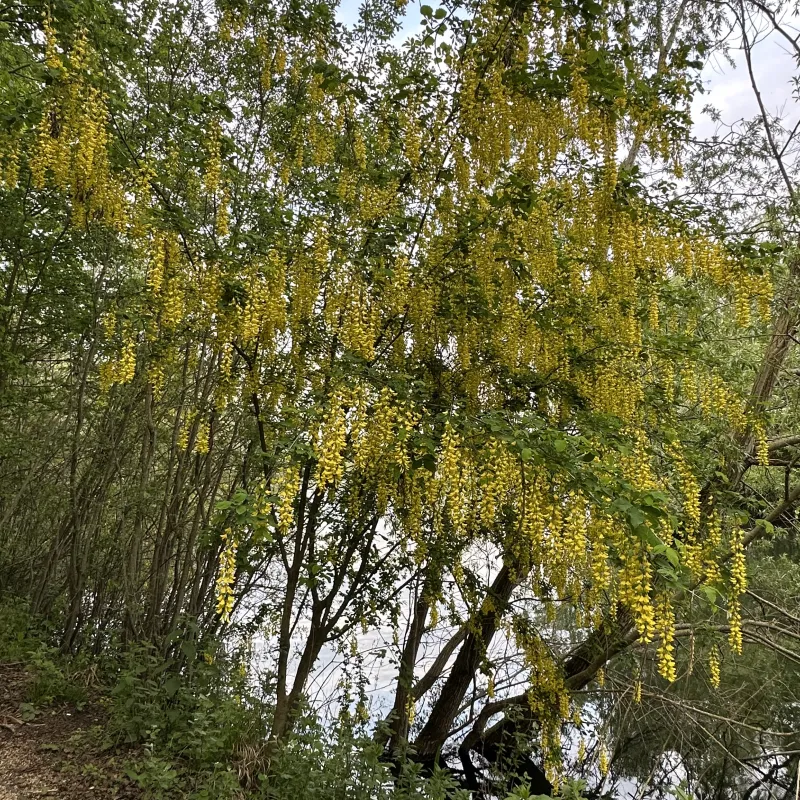 Laburnum tree in full bloom at Radley Lakes.
