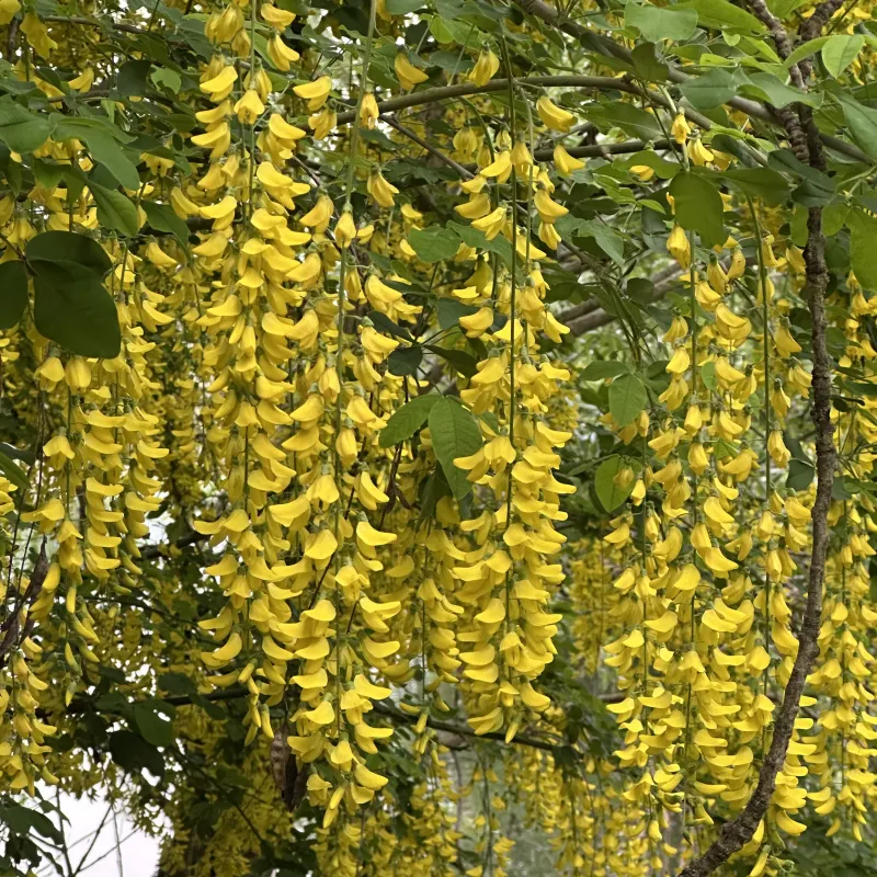 Laburnum tree in full bloom at Radley Lakes.
