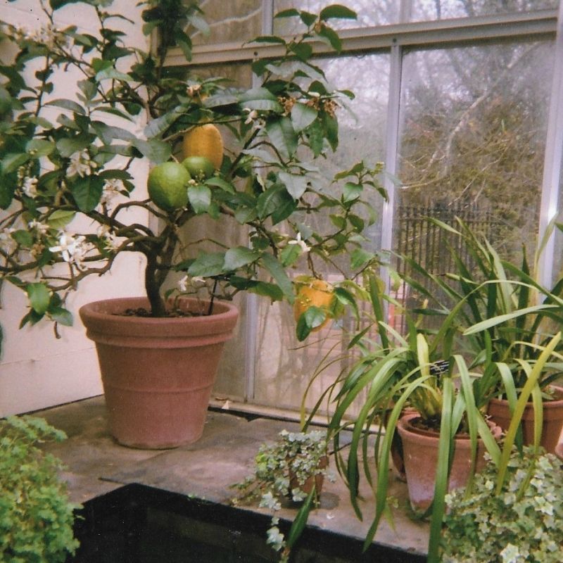 A very pretty lemon tree, photo taken at the Botanic Gardens, August 2025. This choice is dedicated to my sister Melanie (Lemony!)