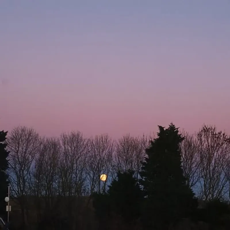 I love watching the trees sway during at winter dusk.