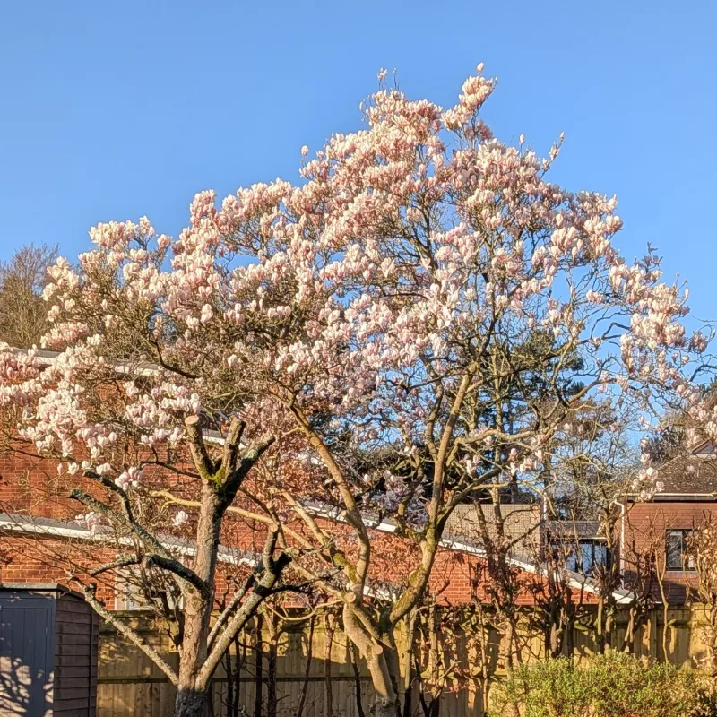 The trees in our new garden were so large we didn't see this magnolia tree at first. Here it is in March this year. An amazing surprise and delight.