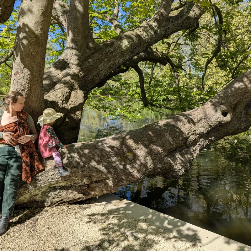 This magnificent tree leans out over the lake in the beautiful gardens of Worcester College. I was a student here a decade ago and now visit with my daughters.