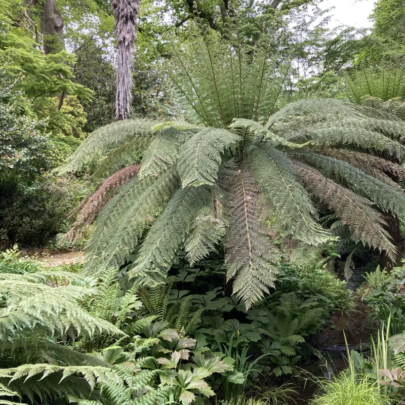 A lovely, if very different tree