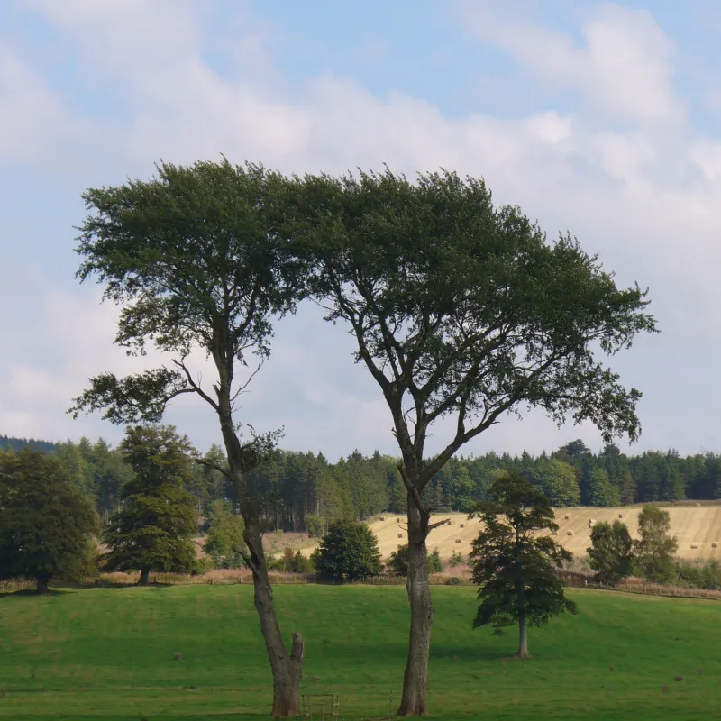 In September 2006 this was the location of the International Sheep Dog Trial and these two trees were used as a gate the sheep had to be driven through.  We enjoyed the trees alongside the skill of the dogs.